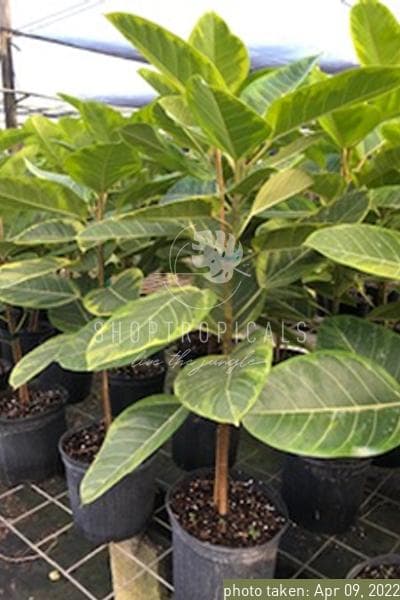 ficus