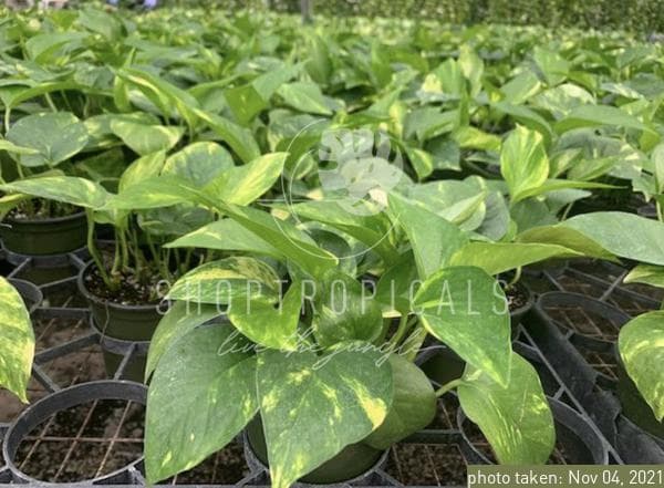 pothos